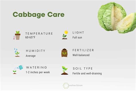 The 9 Cabbage Growing Stages + How To Grow This Vegetable