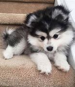 Image result for Too Cute Baby Puppies