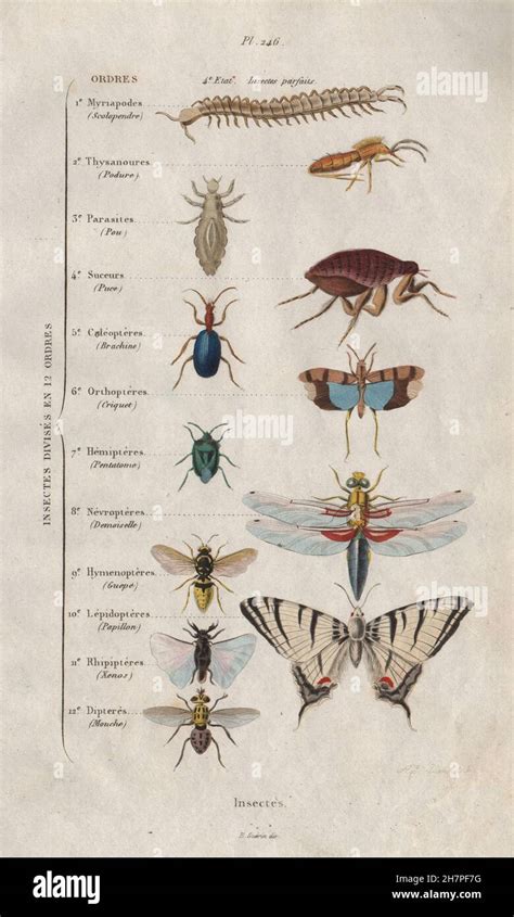 Insect Order Classification Chart 的图像结果