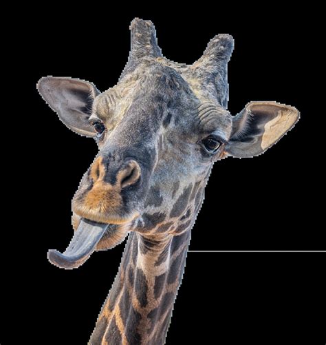 Zoo Maps - Phoenix Zoo