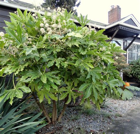 Fatsia japonica - Alchetron, The Free Social Encyclopedia