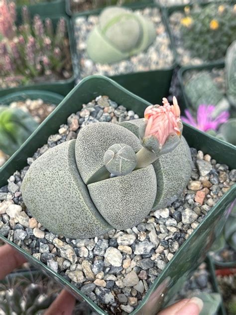 Pleiospilos Nelii | Split Rock | Rare Succulent, Live Plant, Unique ...