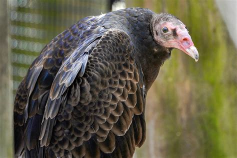 Turkey Vulture | The Maryland Zoo