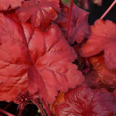 3 Coral Bells 'Fire Alarm' - HEUCHERA - Alumroot - 3 Live Perennial ...