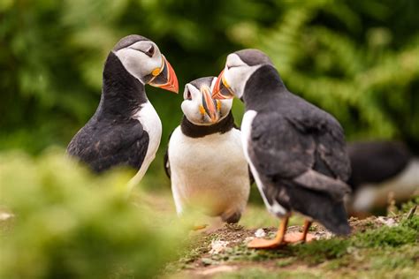 Where to Find Puffins in Scotland - Owlcation