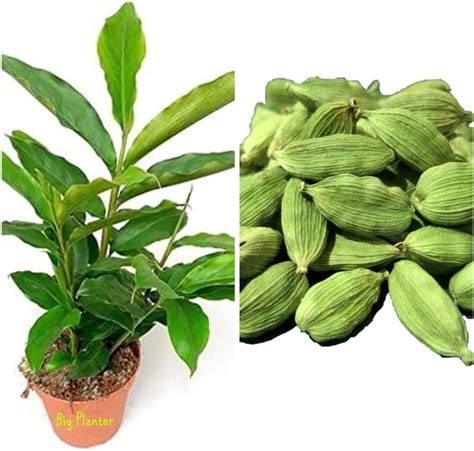 Big Planter Elaichi Spice Plant for Home Garden with Pot - Fresh plant ...
