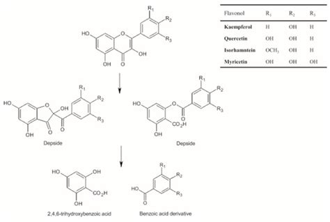 Decomposition of Flavonols in the Presence of Saliva