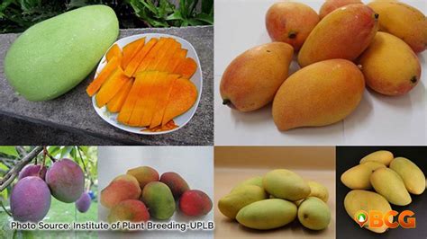 Image result for Mango Types Mango Varieties