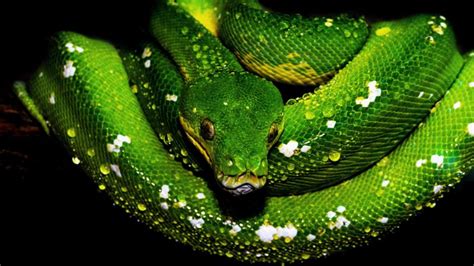 Image result for White Python Photography 4K