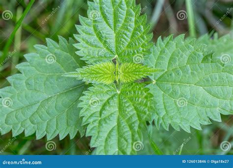 Common or Stinging Nettle, Urtica Dioica, Small Plant Macro, Selective ...