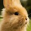 Image result for Happy Easter Baby Bunnies