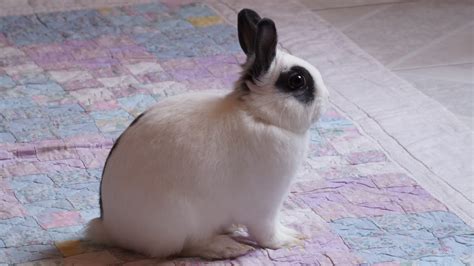 Mini Rex Rabbit: ULTIMATE Breed, Care, & Advice Guide