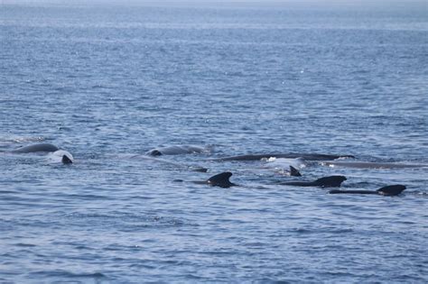 Eine Insel aus Pottwalen