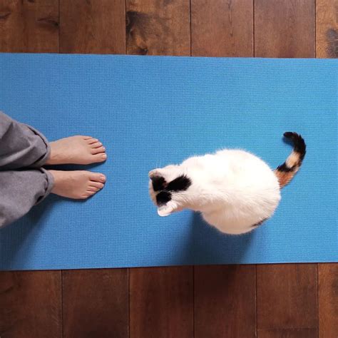 Trusted House Sitters Reviews