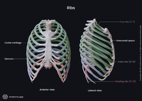 Ribs Anatomy Definition at Hae Wilson blog