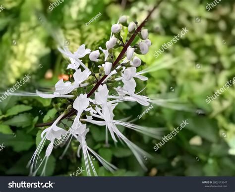 Cat Whiskers Plant This Plant One Stock Photo 2003119247 | Shutterstock
