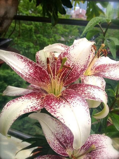 Star Gazer Lilies in Purple and Cream