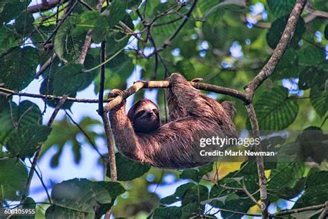 Image result for 3 Toed Sloth