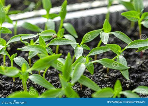 Pepper Seedlings Grow in the Soil for Seedlings and are Ready for ...