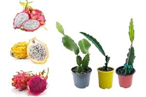 Amazon.in Bestsellers: The most popular items in Fruit & Fruit Trees