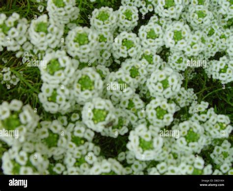 Numerous small flowers hi-res stock photography and images - Alamy
