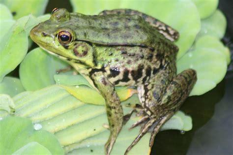 The pond attracts many frog varieties. | Frog, Pond, The hamptons