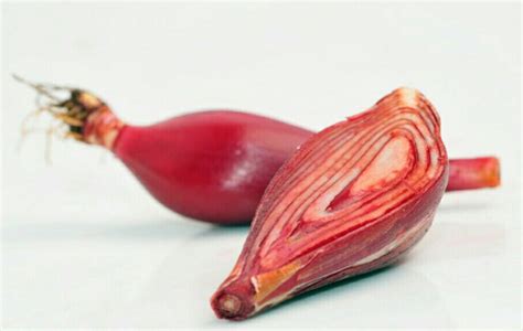 manfaat bawang dayak kering untuk kesehatan