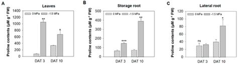 Role of Carrot (Daucus carota L.) Storage Roots in Drought Stress ...