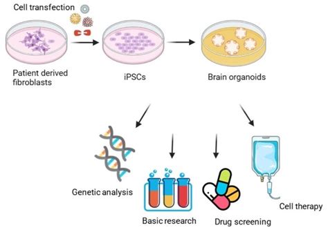 Induced Pluripotent Stem Cells and Organoids in Advancing Neuropathology Research and Therapies
