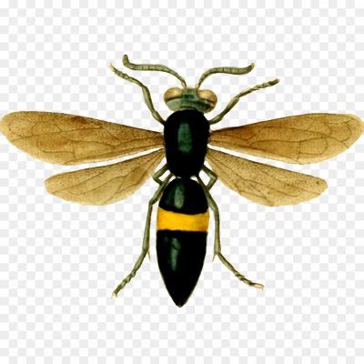 Wasp Insect PNG Photo - Pngsource