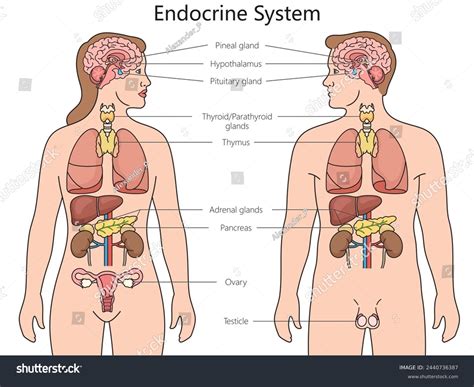 Image result for Endocrine System Drawing