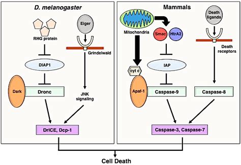 Apoptosis in Cellular Society: Communication between Apoptotic Cells ...