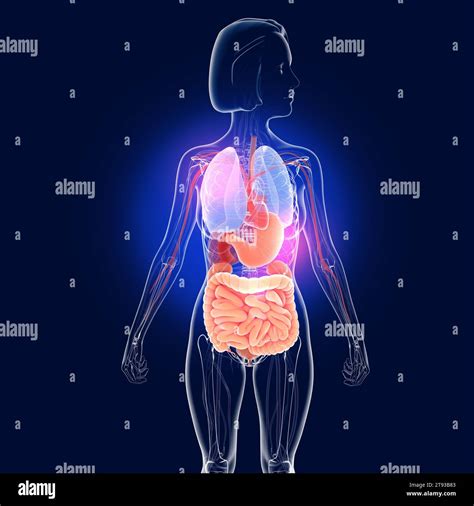 Digestive System Woman 的图像结果
