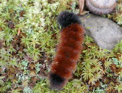 Banded Woolly Bear Caterpillar.