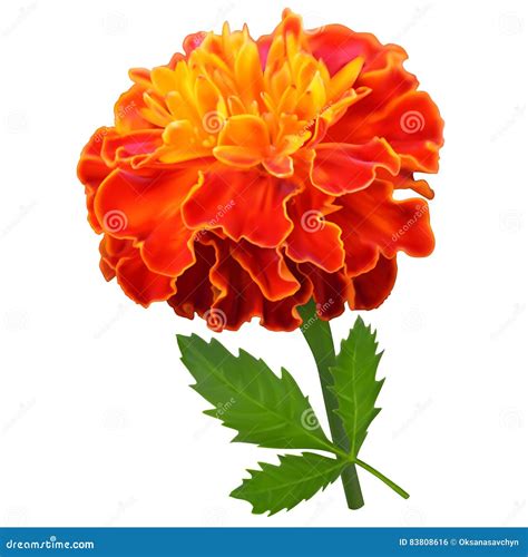 Orange marigold flower stock illustration. Illustration of card - 83808616