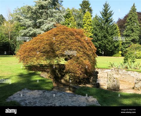 A beautiful acer shrub (Japanese maple) glowing in the afternoon sun ...