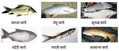 मत्स्यशेती | Vikaspedia - Agriculture