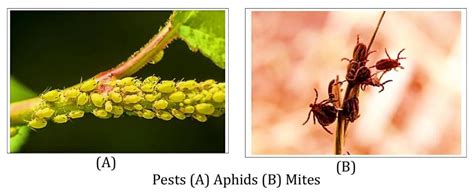 Understanding Crop Production and Management in Agriculture
