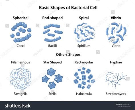 Vektor Stok Basic Shapes Arrangements Bacteria Microbiology Types ...