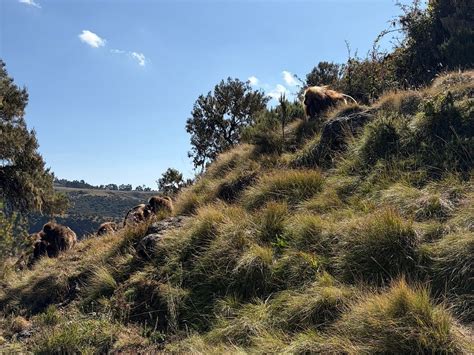 RAS DEJEN ETHIOPIA TREKKING (2026) All You Need to Know BEFORE You Go ...