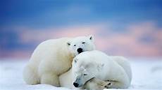 polar backgrounds bears winter polar bears wallpapers hd desktop and polar backgrounds bears winter polar bears wallpapers hd desktop and