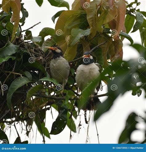 A Pair of Myna Near Their Nest Stock Image - Image of wildlife, bill: 126673055