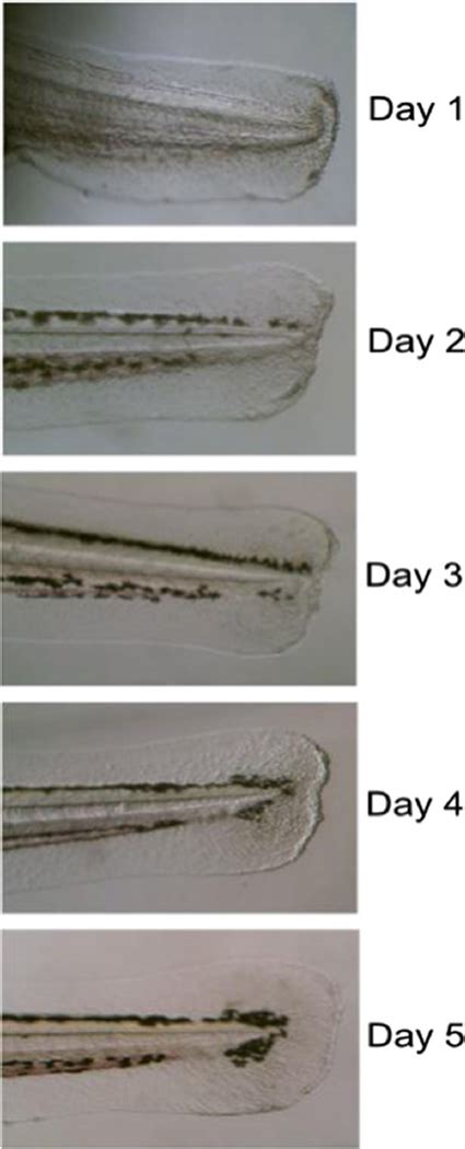 Microfluidic-aided genotyping of zebrafish in the first 48 h with 100 % ...