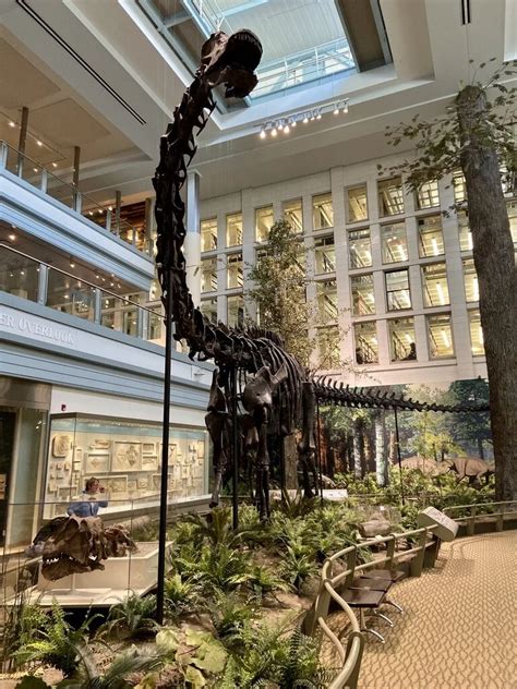 https://images.squarespace-cdn.com/content/v1/52d92870e4b08b2940f8787c/1589195413594-DJ1SW2I7M97HKFS89XHQ/Diplodocus-fossil-skeleton-Pittsburgh.jpg