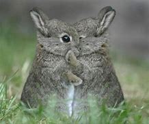 Image result for Bunnies Hugging On Blue Background