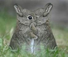 Image result for Bunny Hugging Mugs