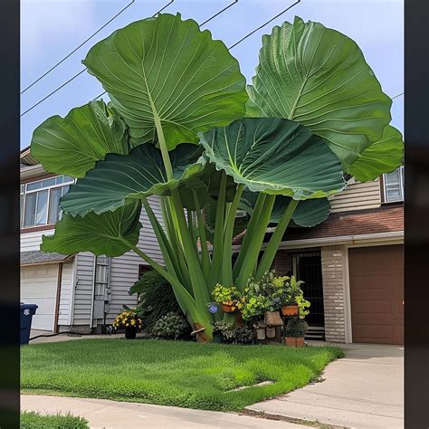 Elephant Ear Plants (Colocasia gigantea) | Waterfalls backyard ...