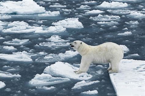 BBC纪录片《北极熊:冰上侦探 Polar Bear:Spy on the Ice》全集 英语中字 720P高清纪录片-纪录天堂