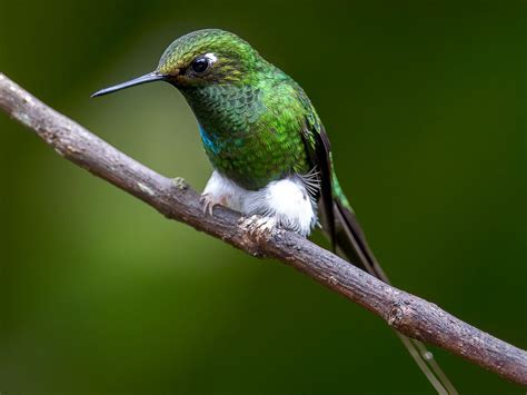ECUADOR BIRDING JOURNEYS (2025) All You Need to Know BEFORE You Go ...