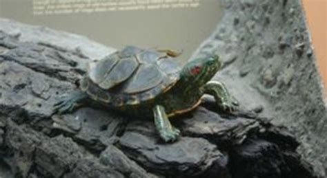 Image result for Peeling Turtle Shell